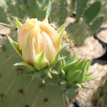 Opuntia engelmannii var. cyclodes