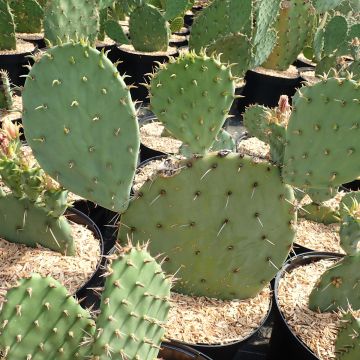 Opuntia engelmannii Belen