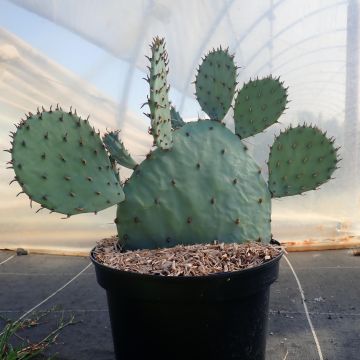 Opuntia sanguinicola