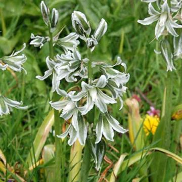 Ornithogalum narbonense - Ajo de lobo