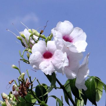 Pandorea jasminoïdes Alba - Bignonia blanca