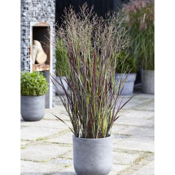 Panicum virgatum Purple Breeze