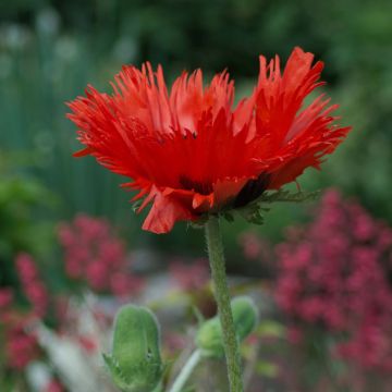 Amapola oriental Curlilocks - Papaver orientale