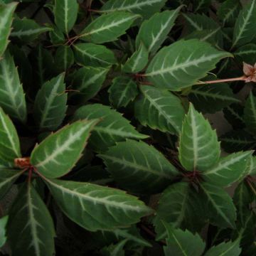 Parthenocissus henryana