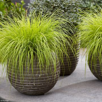 Pennisetum alopecuroides Lumen Gold