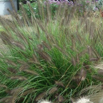 Pennisetum alopecuroïdes Moudry