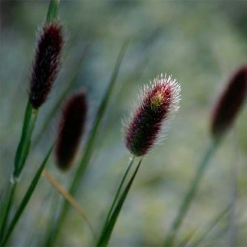 Pennisetum thunbergii