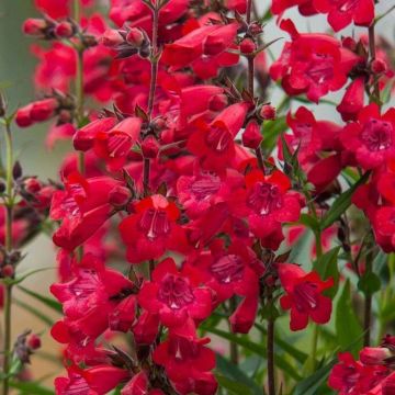 Penstemon Harlequin Red