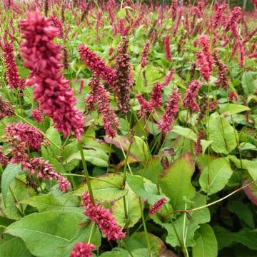 Persicaria amplexicaulis Dikke Floskes