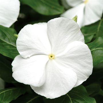 Catharanthus roseus Titan F1 White - Vinca