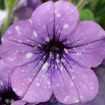 Petunia Lavender Sky