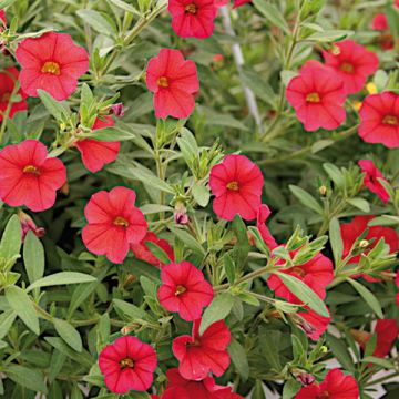 Calibrachoa hybrida Million Bells Red