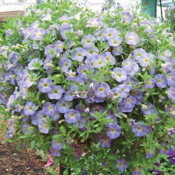 Calibrachoa hybrida Million Bells Chiffon Blue