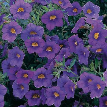 Calibrachoa hybrida Million Bells blue star