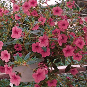 Calibrachoa hybrida Million Bells cosmos pink