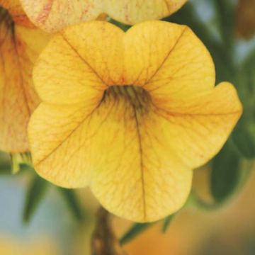 Calibrachoa hybrida Million Bells Lemon