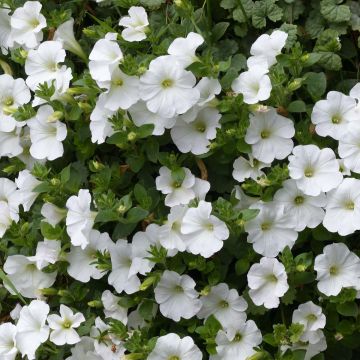 Petunia Snow - Surfinia