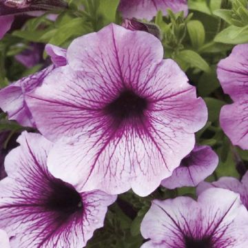 Calibrachoa hybrida Million Bells Rose Vein