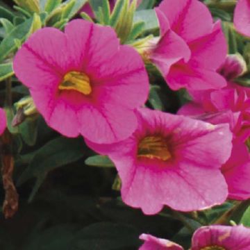 Calibrachoa hybrida Million Bells Trailing Fucsia