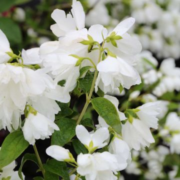 Philadelphus Little White Love - Celinda