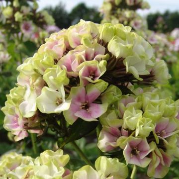 Phlox paniculata Sherbet Blend