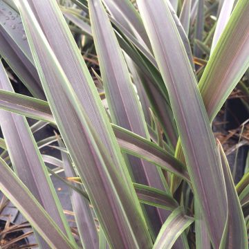 Phormium tenax Chocomint - Lino de Nueva Zelanda