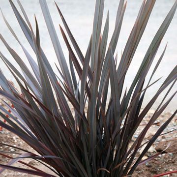 Phormium tenax Dark Delight - Lino de Nueva Zelanda