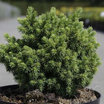 Picea abies Jalako Gold - Pícea común