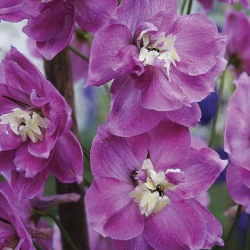 Espuela de caballero - Delphinium Strawberry Fair