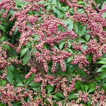 Pieris japonica Valley Valentine - Andrómeda