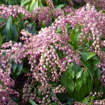 Pieris japonica Katsura - Andrómeda