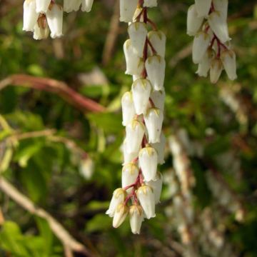 Pieris japonica Mountain Fire - Andrómeda