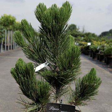 Pinus heldreichii Satellit - Pino de los Balcanes