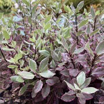 Pittosporum tenuifolium Bannow Bay