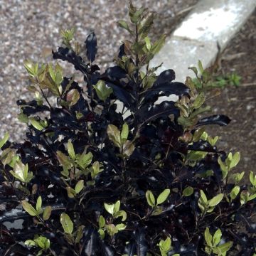 Pittosporum tenuifolium Dark Diva