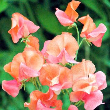 Guisante de olor Prince of Orange - Lathyrus odoratus