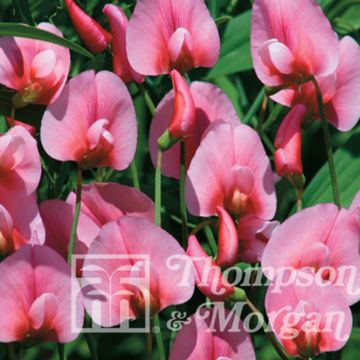 Lathyrus tingitanus Rosea