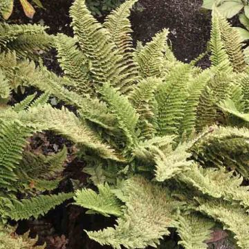 Polystichum setiferum Plumosum Densum - Helecho peludo