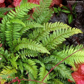 Polystichum polyblepharum Shiny Holy Fern - Helecho