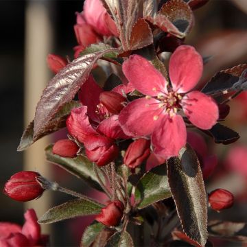 Manzano de flor Dark Rosaleen