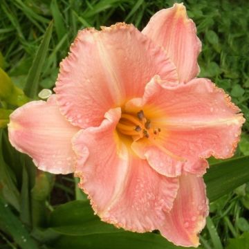 Hemerocallis Poogie