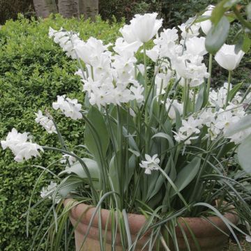 Maceta Blanca