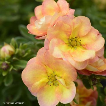 Potentilla fruticosa Double Punch Peach