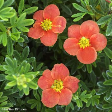 Potentilla fruticosa Red'issima