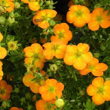 Potentilla fruticosa Bella Sol