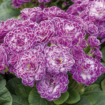 Primula vulgaris Belarina Candy Frost