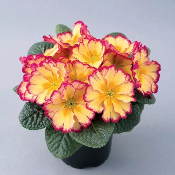 Primula vulgaris Scentsation Red Cream