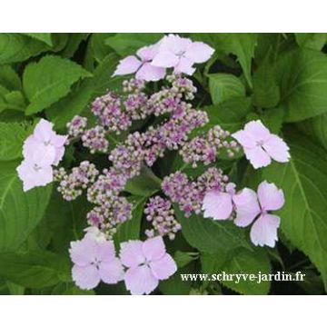 Hortensia serrata Princesse Eugénie - Hydrangea