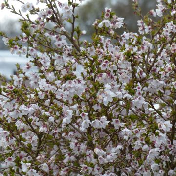 Cerezo enano Japonés Kojo no mai - Prunus incisa