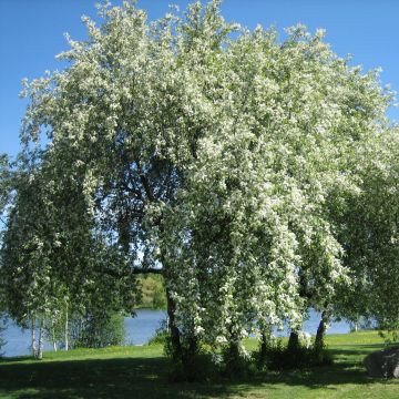 Prunus padus - Cerezo de racimos